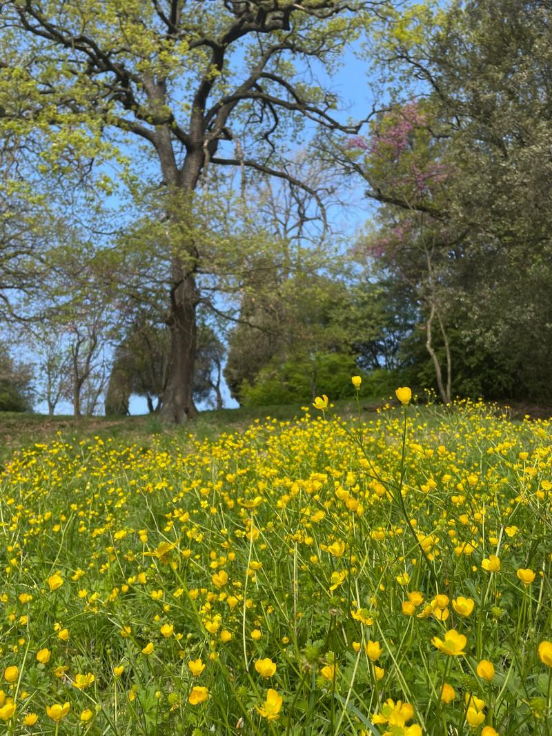 I BENEFICI DELLO YOGA ALL'APERTO: dal 4 maggio puoi praticarlo presso l'Orto Giusti di Bologna